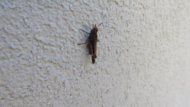 Acrididae: Aiolopus cfr. strepens strepens